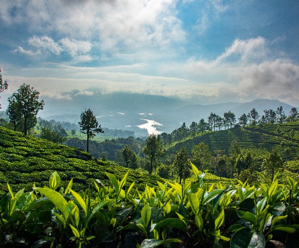 Munnar Tea Gardens 